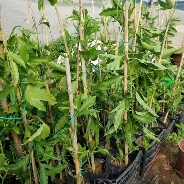 Sarı Pasiflora Edulis PANAMA GOLD (Meyve Verir Yaşta), +70cm - 2