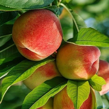 3 Yaş Aşılı Şeftali Fidanı CRESTHAVEN, Torbada ürün görseli