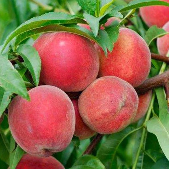 3 Yaş Aşılı Şeftali Fidanı BİG RED, Torbada - 1