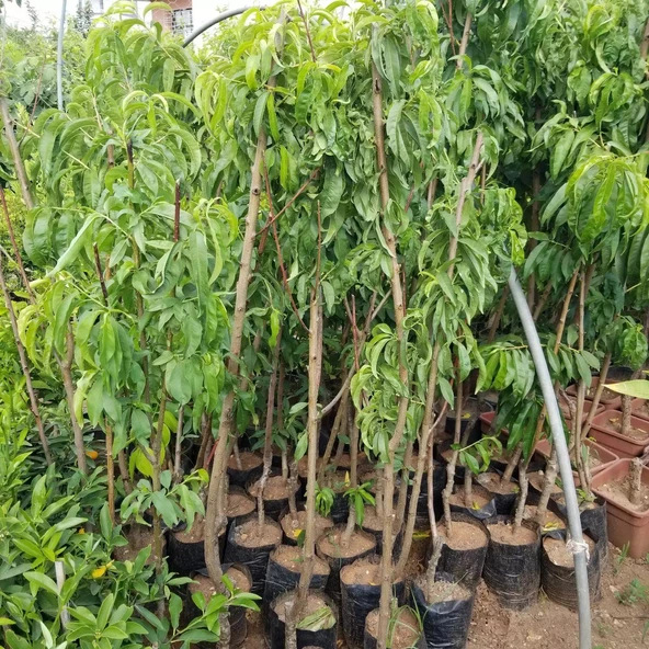 3 Yaş Aşılı Şeftali DIXIRED Fidanı, Torbada - Resim 2