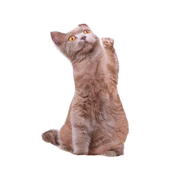 KAHVE GÖZLÜ KAHVE KEDİ PELUŞ YASTIK