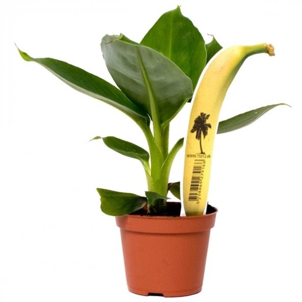 Musa Tropicana - Muz Bitkisi (12 cm Saksıda)