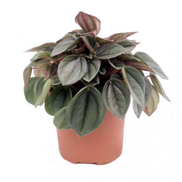 Peperomia Napoli Night (7 cm Saksıda)