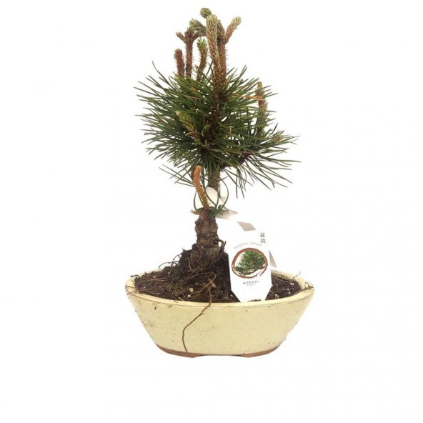 Bonsai Mix Pinus (15 cm Saksıda)