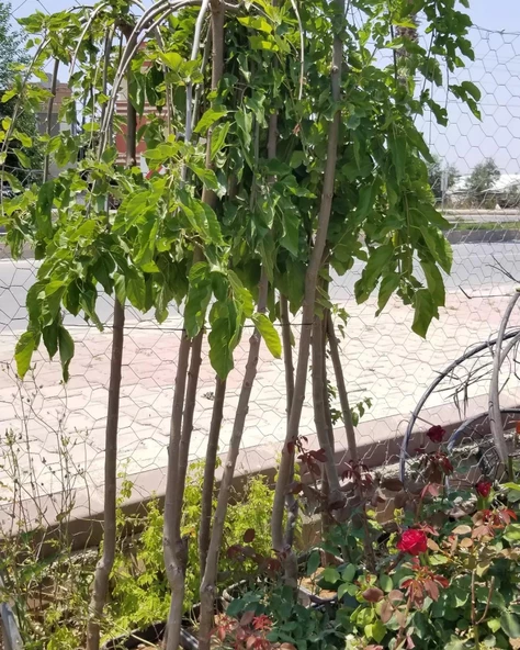 TERS DUT (PARAŞÜT-140 cm ve üzeri) ürün görseli