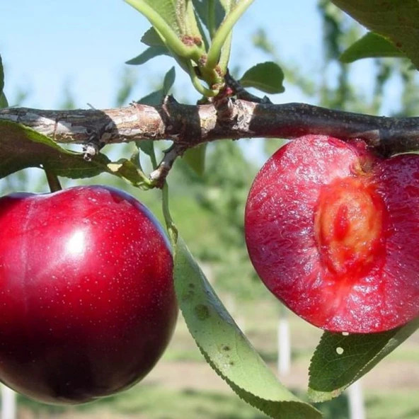 4 Yaş, Aşılı SHOW TİME Erik Fidanı, Torbada ürün görseli