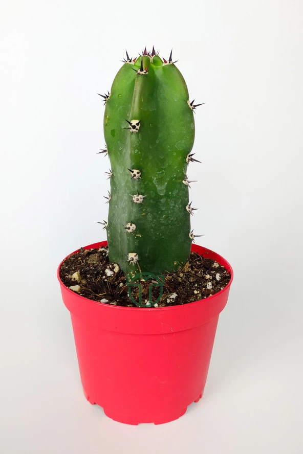 Jusperti Aşı Altı Kaktüs 8.5 cm Kırmızı Saksıda