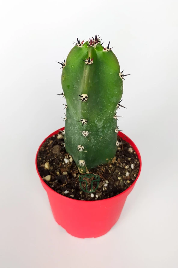 Jusperti Aşı Altı Kaktüs 8.5 cm Kırmızı Saksıda - Resim 2