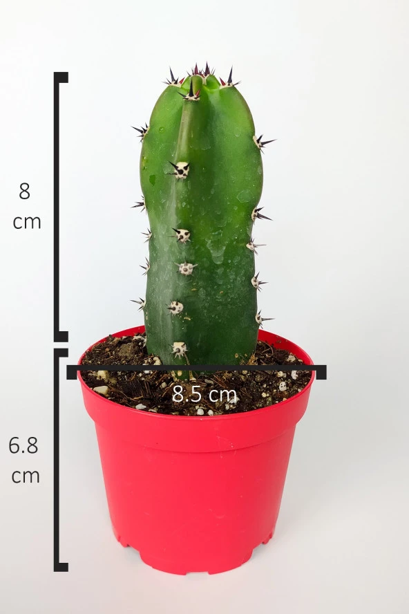 Jusperti Aşı Altı Kaktüs 8.5 cm Kırmızı Saksıda - Resim 4