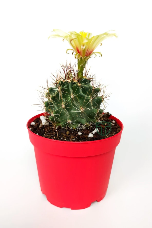 Thelocactus Ideas - Sari Çicekli Kaktüs - Hamato - 8.5 cm Kırmızı Saksıda