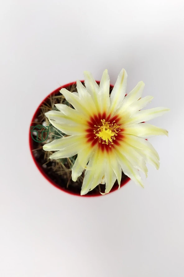 Thelocactus Ideas - Sari Çicekli Kaktüs - Hamato - 8.5 cm Kırmızı Saksıda - 3