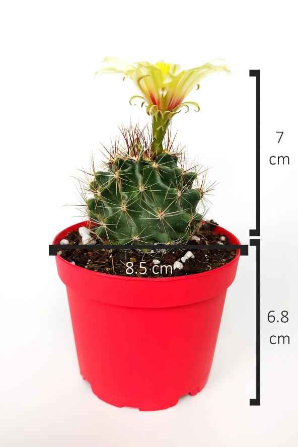 Thelocactus Ideas - Sari Çicekli Kaktüs - Hamato - 8.5 cm Kırmızı Saksıda - 4