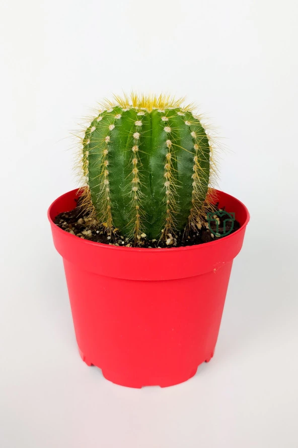 Notocactus Leninghausii Golden Ball Kaktüs 8.5 cm Kırmızı Saksıda Büyük Boy Kaktüs