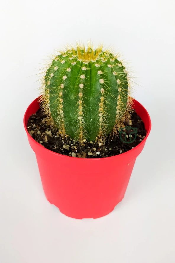 Notocactus Leninghausii Golden Ball Kaktüs 8.5 cm Kırmızı Saksıda Büyük Boy Kaktüs - 2