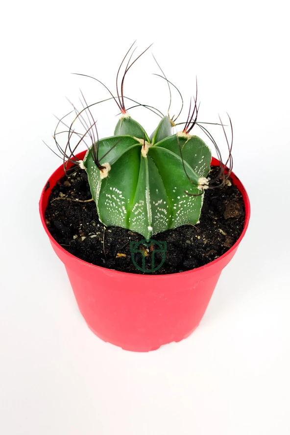 Astrophytum Capricorne beyaz benekli özel tür kaktüs keçi boynuzu kaktüsü 8.5 cm kırmızı saksıda  - Resim 2