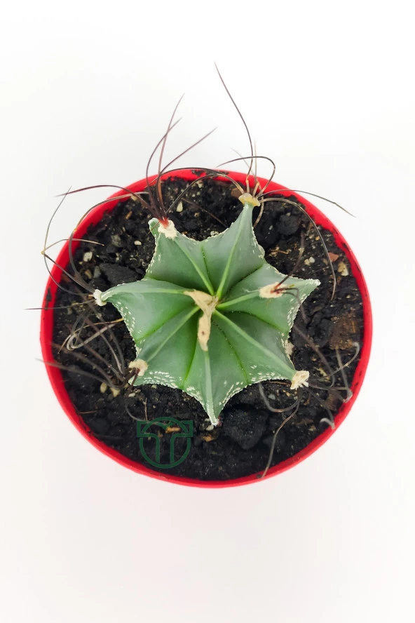 Astrophytum Capricorne beyaz benekli özel tür kaktüs keçi boynuzu kaktüsü 8.5 cm kırmızı saksıda  - Resim 3