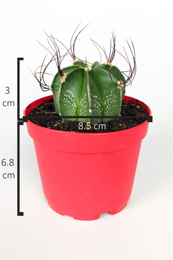 Astrophytum Capricorne beyaz benekli özel tür kaktüs keçi boynuzu kaktüsü 8.5 cm kırmızı saksıda  - Resim 4