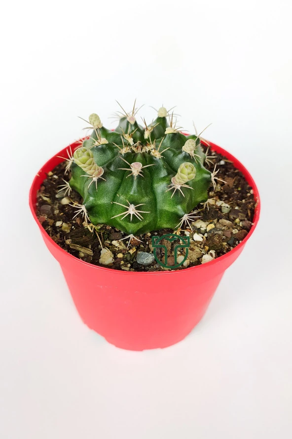 Gymnocalycium Mihanovichii beyaz çiçek veren kaktüs büyük boy 8.5 cm kırmızı saksıda  - 2