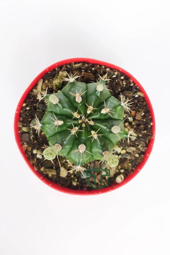 Gymnocalycium Mihanovichii beyaz çiçek veren kaktüs büyük boy 8.5 cm kırmızı saksıda  - 3