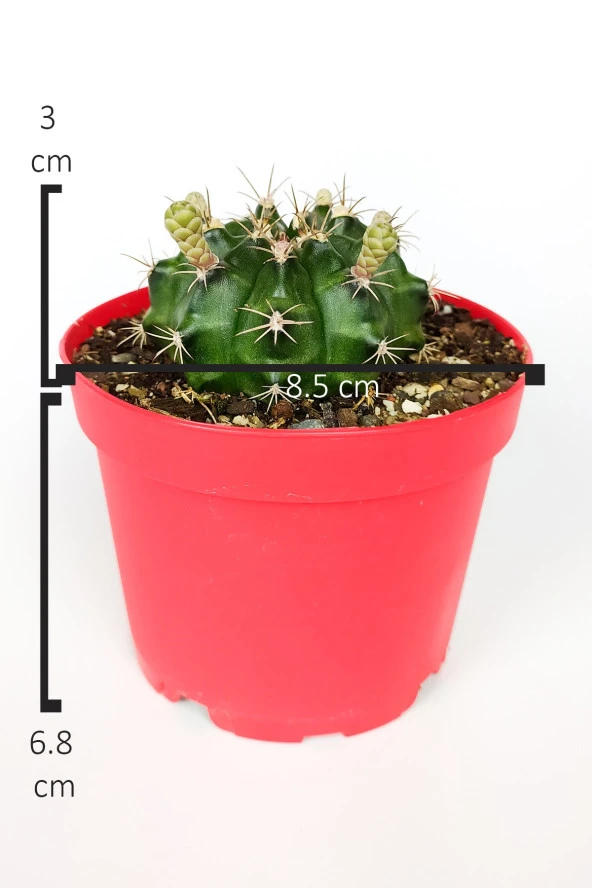 Gymnocalycium Mihanovichii beyaz çiçek veren kaktüs büyük boy 8.5 cm kırmızı saksıda  - 4