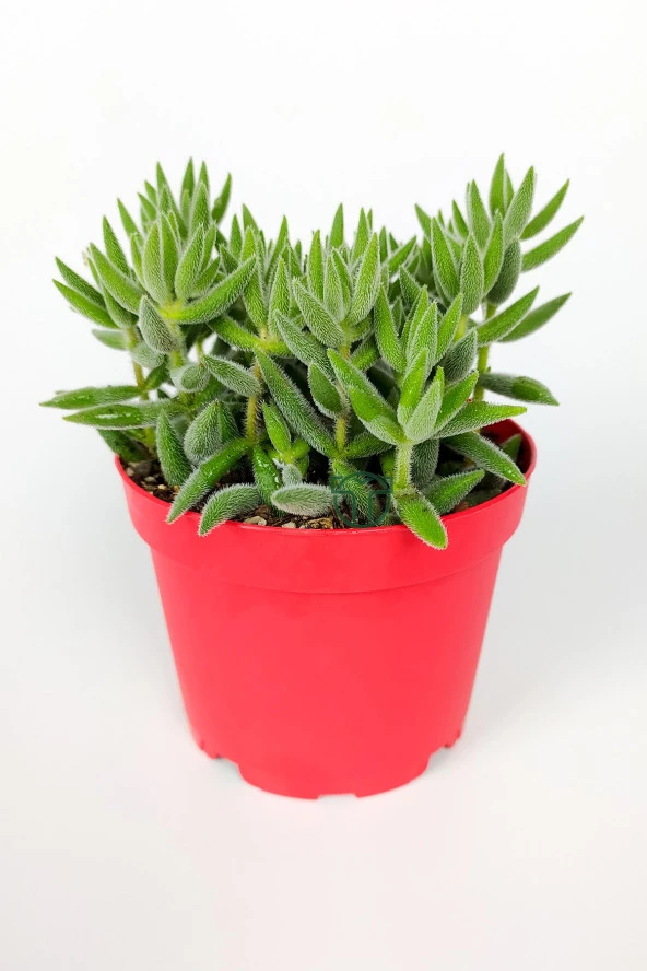 Crassula Jade Mesembryanthemoides pembe küçük çiçek veren sukulent 8.5 cm kırmızı saksıda