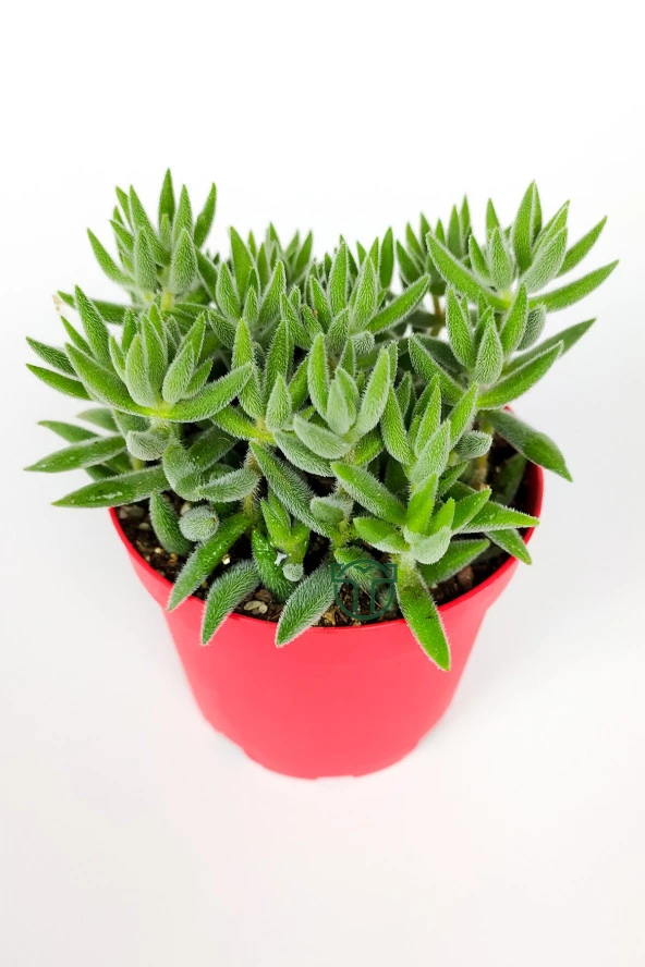 Crassula Jade Mesembryanthemoides pembe küçük çiçek veren sukulent 8.5 cm kırmızı saksıda - 2