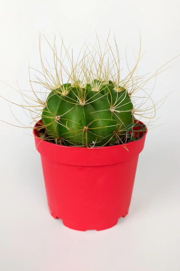 Echinopsis Aurea Özel Tür Kaktüs Büyük Boy Uzun Sarı Dikenli 8.5 cm Kırmızı Saksıda 