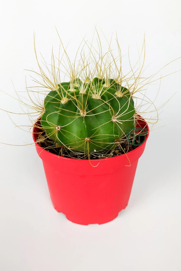 Echinopsis Aurea Özel Tür Kaktüs Büyük Boy Uzun Sarı Dikenli 8.5 cm Kırmızı Saksıda  - 2