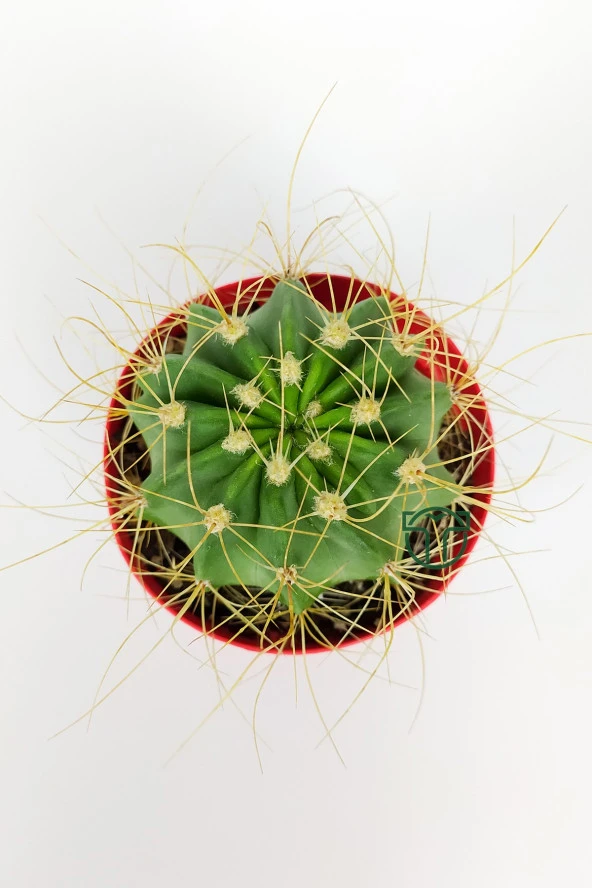 Echinopsis Aurea Özel Tür Kaktüs Büyük Boy Uzun Sarı Dikenli 8.5 cm Kırmızı Saksıda  - 3