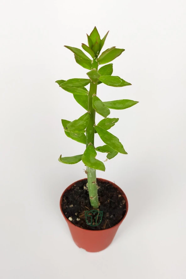 Pereskiopsis Spathulata aşı kök bitkisi sarı çiçek veren kaktüs 5.5 cm saksıda  - Resim 2