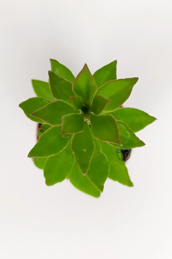 Pereskiopsis Spathulata aşı kök bitkisi sarı çiçek veren kaktüs 5.5 cm saksıda  - Resim 3