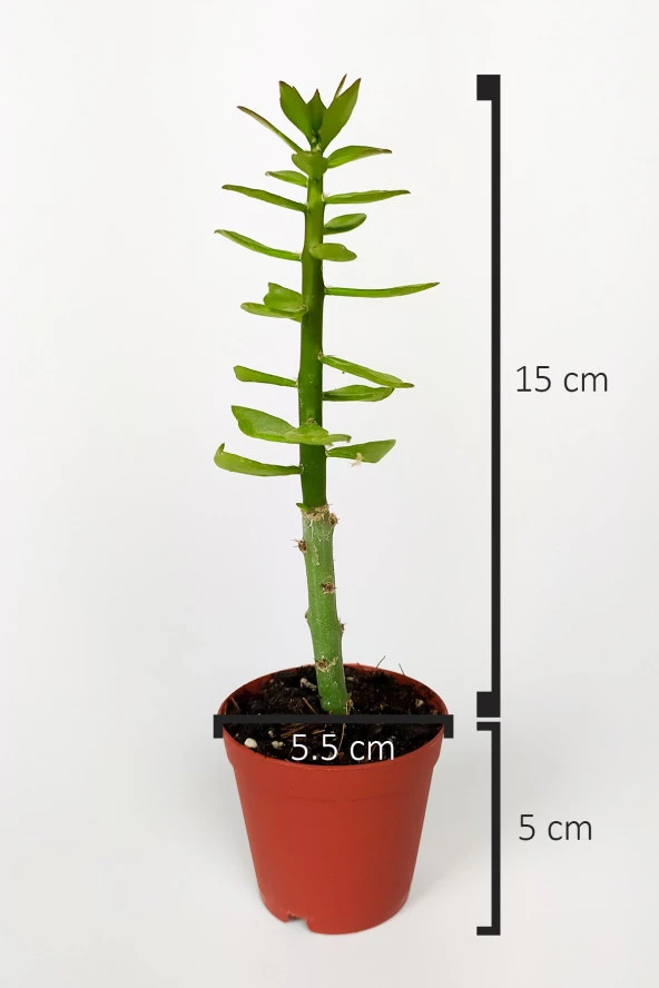 Pereskiopsis Spathulata aşı kök bitkisi sarı çiçek veren kaktüs 5.5 cm saksıda  - Resim 4