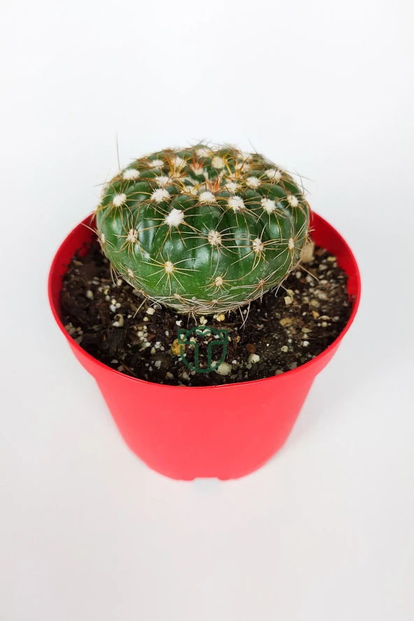 Natocactus Ubelmanianus kaktüs pembe çiçek verir büyük boy 8.5 cm kırmızı saksıda - 2