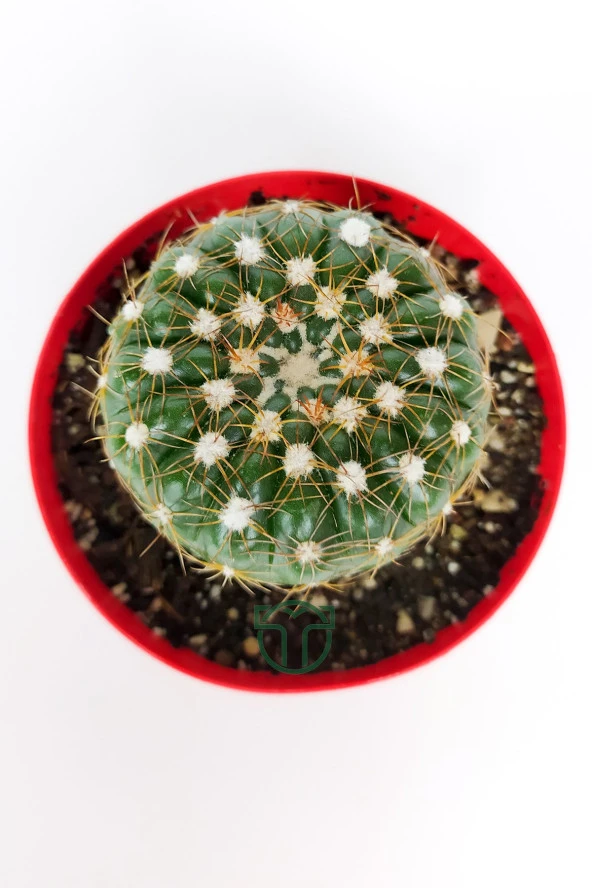 Natocactus Ubelmanianus kaktüs pembe çiçek verir büyük boy 8.5 cm kırmızı saksıda  - 3
