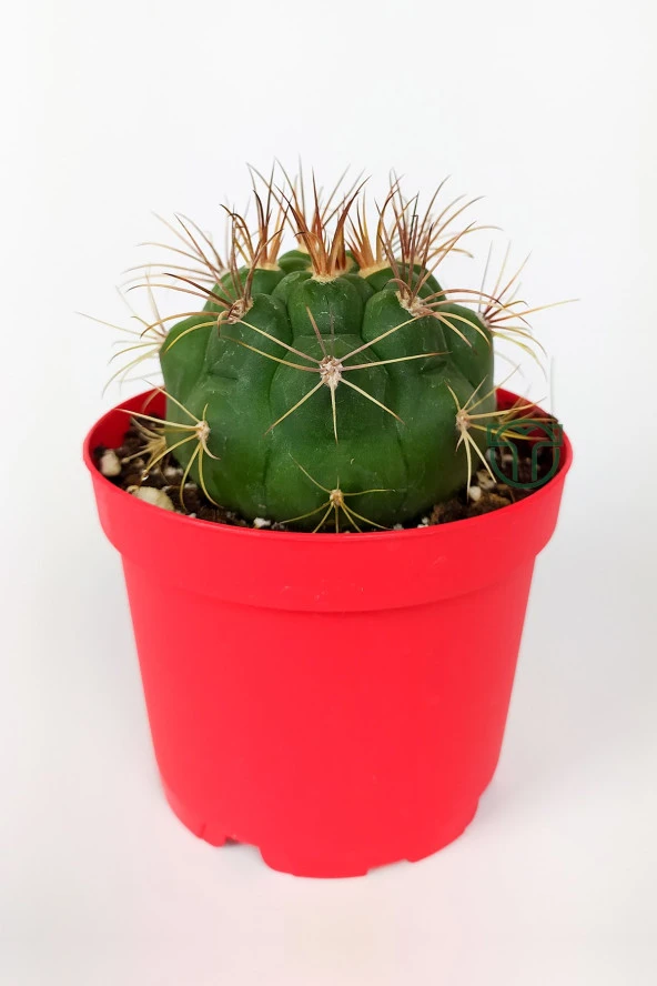 Gymnocalycium Marquezii Kaktüs Büyük Boy 8.5 cm Kırmızı Saksıda