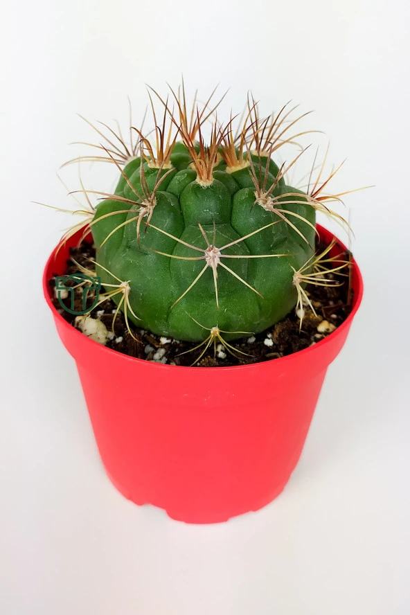 Gymnocalycium Marquezii Kaktüs Büyük Boy 8.5 cm Kırmızı Saksıda - 2