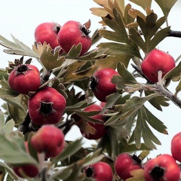 İri Meyveli Aşılı Kırmızı Alıç Fidanı, Tüplü - Resim 2