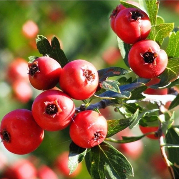 İri Meyveli Aşılı Kırmızı Alıç Fidanı, Tüplü ürün görseli