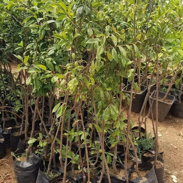 4 Yaş, Aşılı GÖLCÜK PAPAZI (Geçci) Erik Fidanı, Torbada - 2