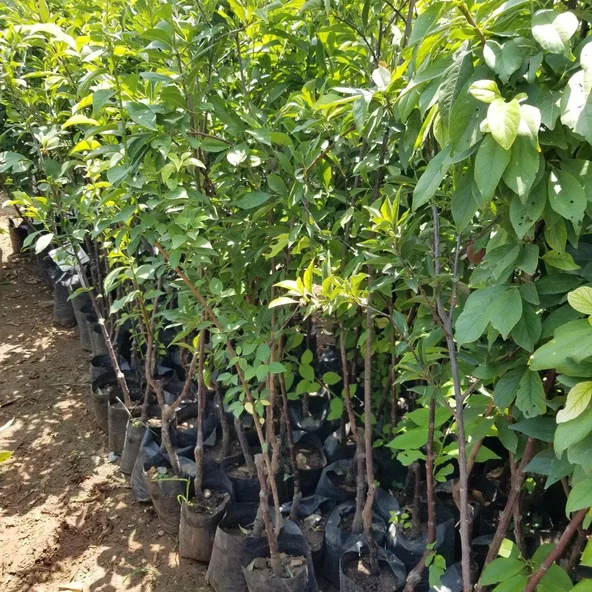 4 Yaş, Aşılı FORMOSA Erik Fidanı, Torbada - Resim 3