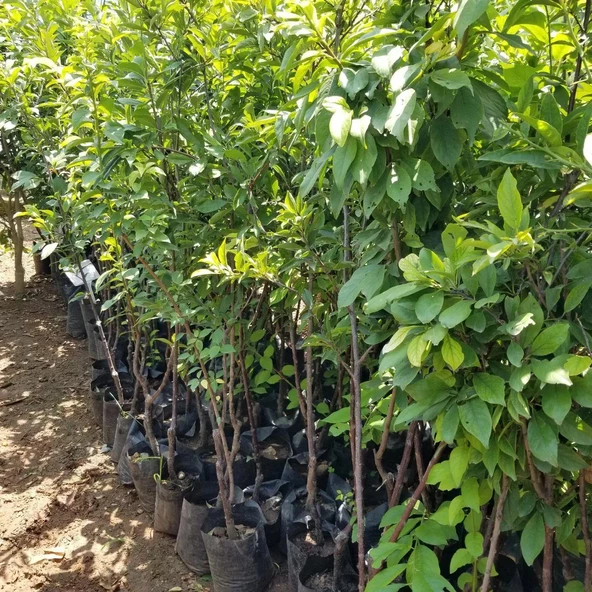 4 Yaş, Aşılı OBİLNAJA Erik Fidanı, Torbada - Resim 4