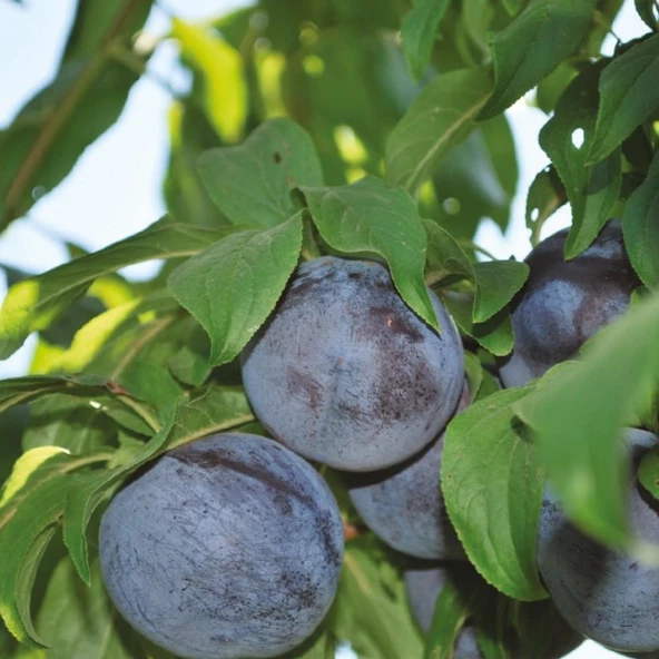 4 Yaş, Aşılı OBİLNAJA Erik Fidanı, Torbada ürün görseli