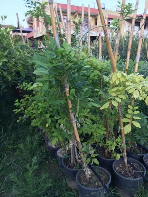 SAKSIDA 3 YAŞ ÇOK DALLI MOR SALKIM FİDANI BOY 120-150 CM - 2