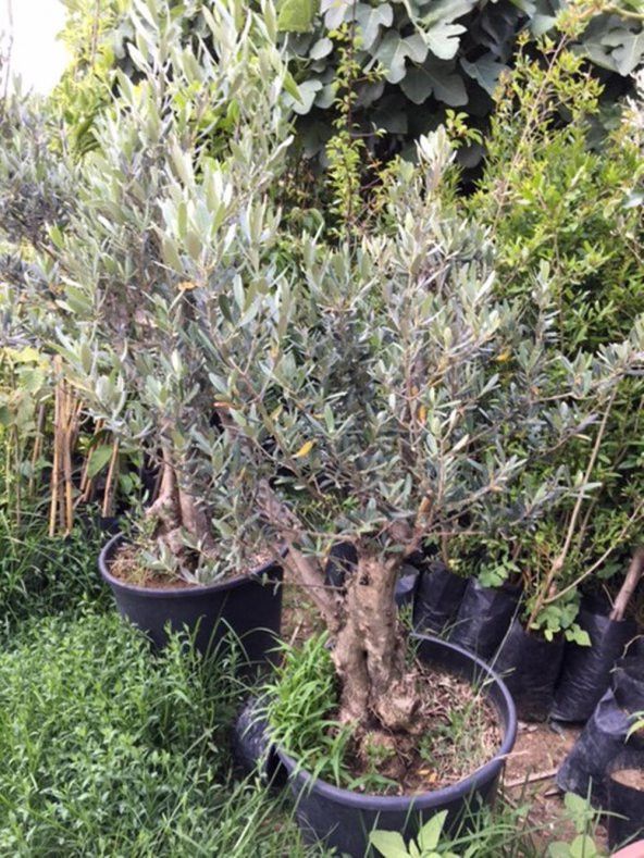 25-30  YAŞ  65 LT SAKSIDA BODUR GEMLİK ZEYTİN AĞACI GÖVDE ÇAPI 50-80 CM (BOY 100-120 CM)