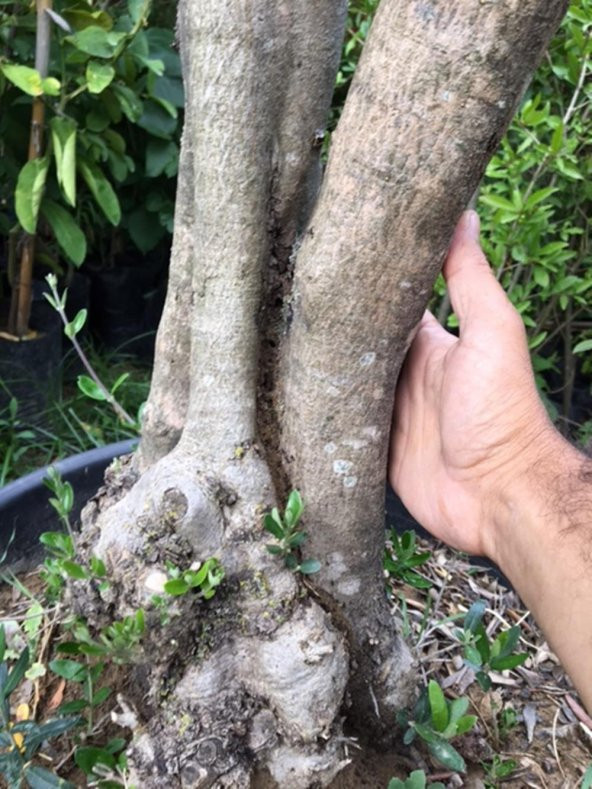 25-30  YAŞ  65 LT SAKSIDA BODUR GEMLİK ZEYTİN AĞACI GÖVDE ÇAPI 50-80 CM (BOY 100-120 CM) - 2