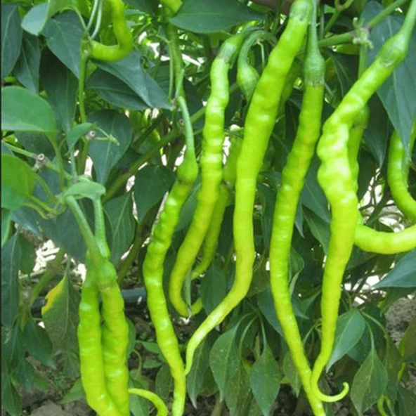 Tatlı Kıl Sivri Biber Tohumu 5 gr Paket ürün görseli