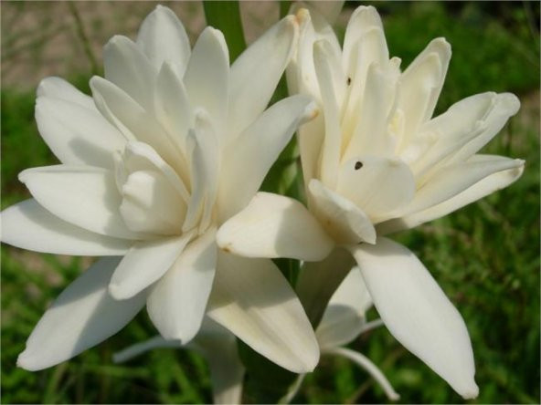 Polianthes tuberosa katlı sümbül teber sümbülteber soğanı