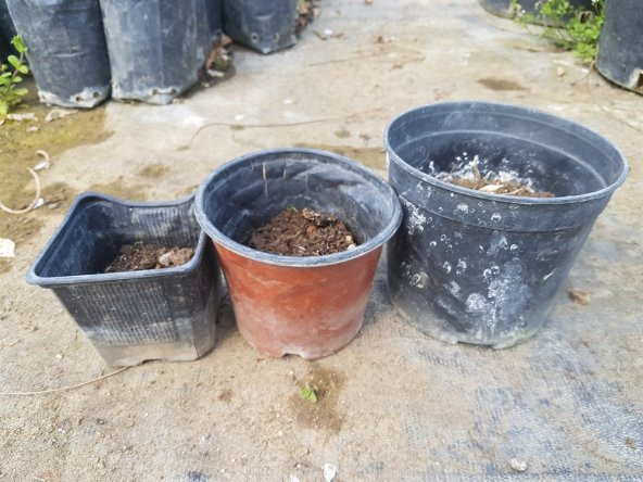Polianthes tuberosa katlı sümbül teber sümbülteber soğanı - 2
