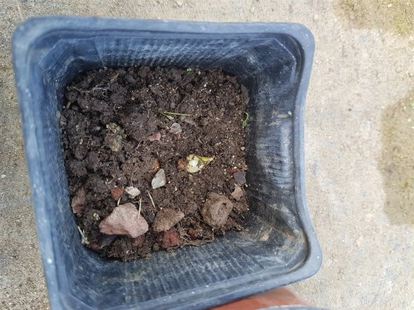 Polianthes tuberosa katlı sümbül teber sümbülteber soğanı - 3