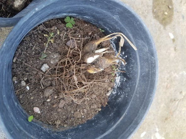 Polianthes tuberosa katlı sümbül teber sümbülteber soğanı - 4
